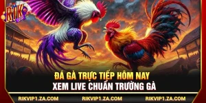 Đá Gà Trực Tiếp Hôm Nay – Xem Live Chuẩn Trường Gà