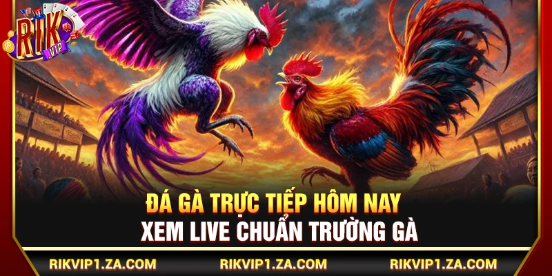 Đá Gà Trực Tiếp Hôm Nay – Xem Live Chuẩn Trường Gà