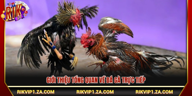 Sơ lược về xem đá gà trực tiếp